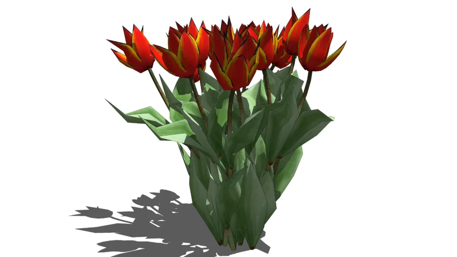 3d Tulips