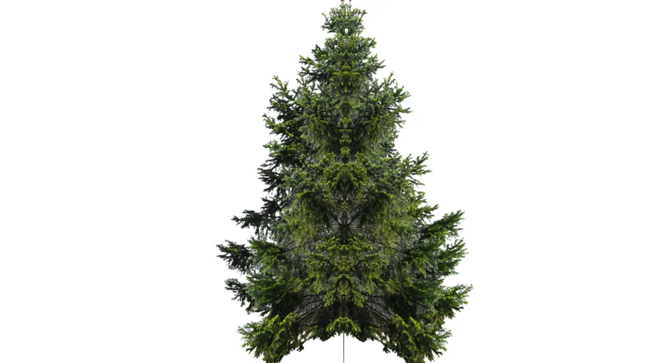 3d Pine Tree