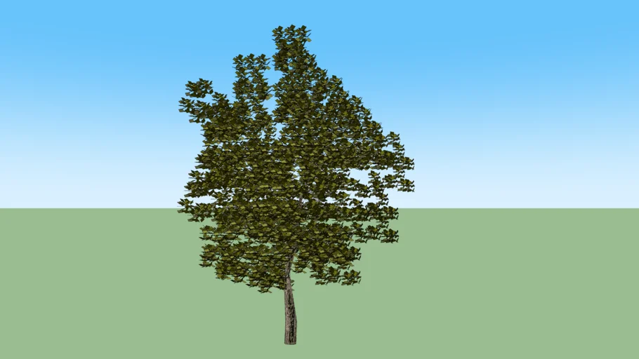 3d Tree - Deciduous