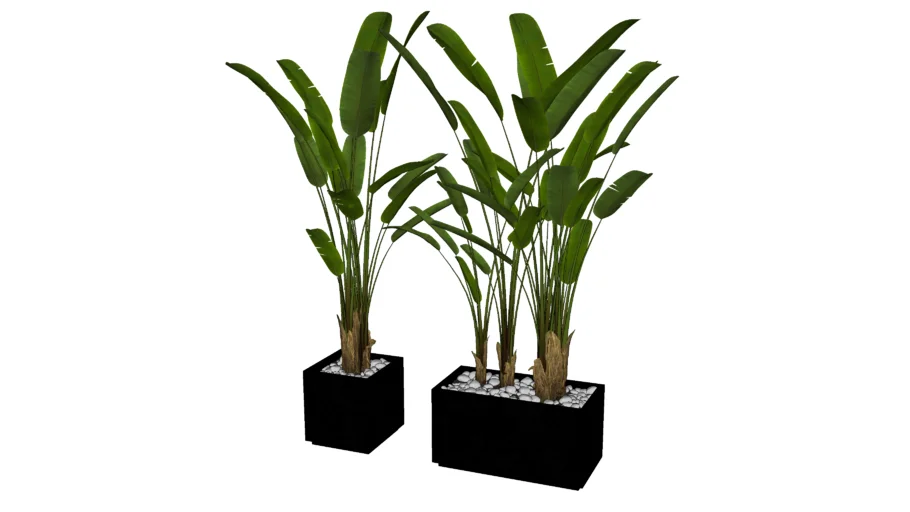 Plantas