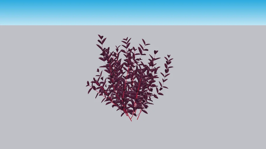 Cistena Plum/ Purple Leaf Sand Cherry