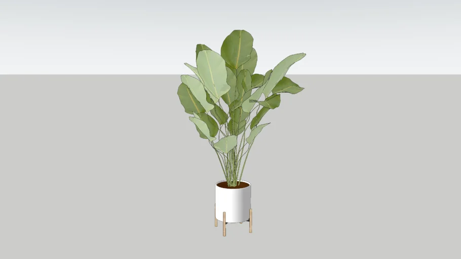 PLANT