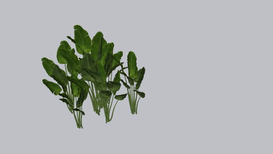 maranta charuto
