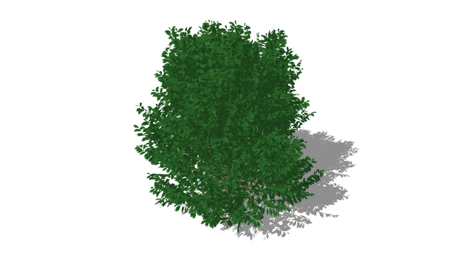3D Landscape Plant Boxwood Buxus Shrub