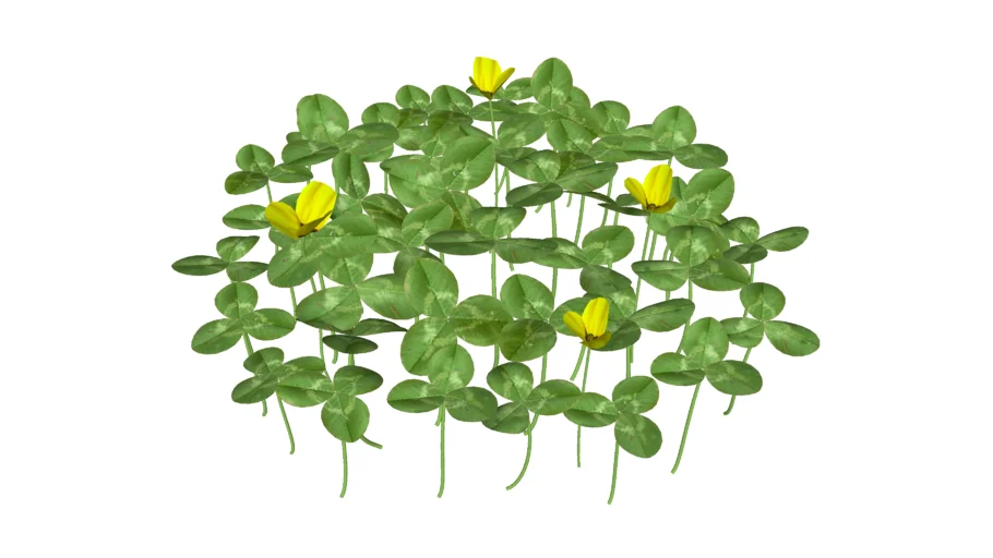 Grama-Amendoim (Arachis repens)_Paisagismo