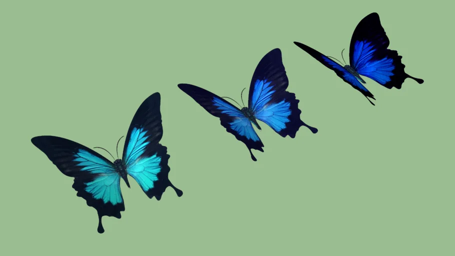Butterfly