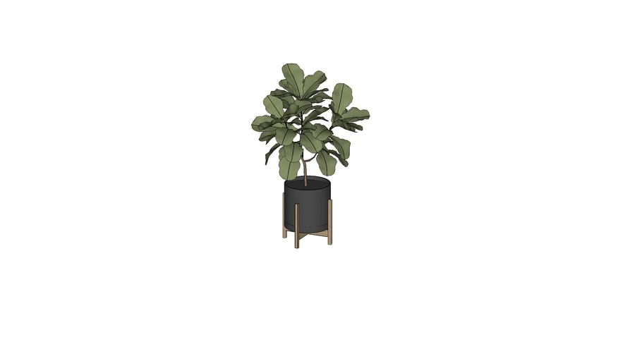 SketchUp Course - Plant Ficus Lyrata