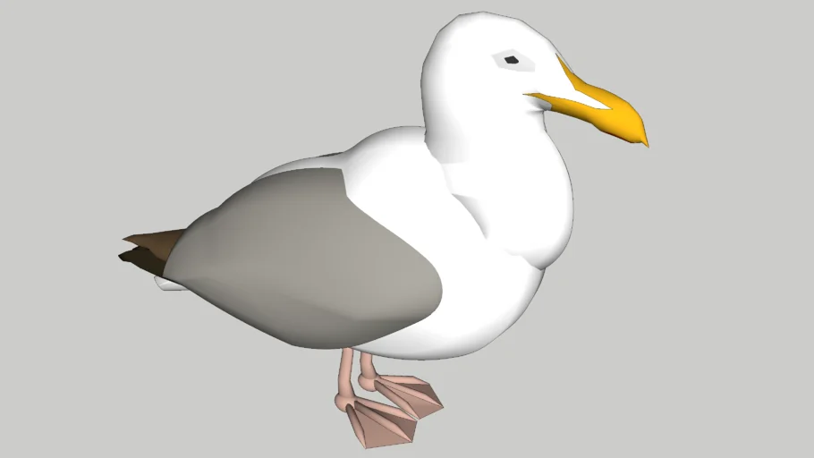 Seagull