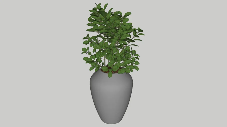 Pot Plant