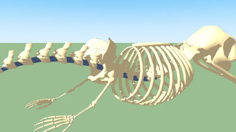 Alien Manatee skeleton