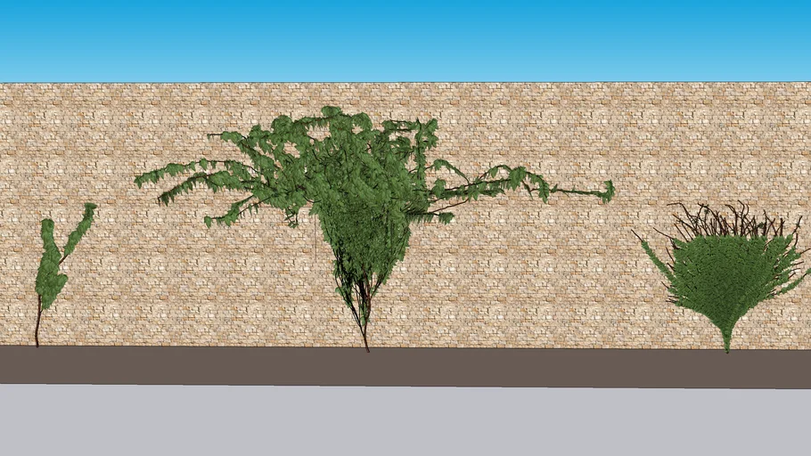 creeping plant