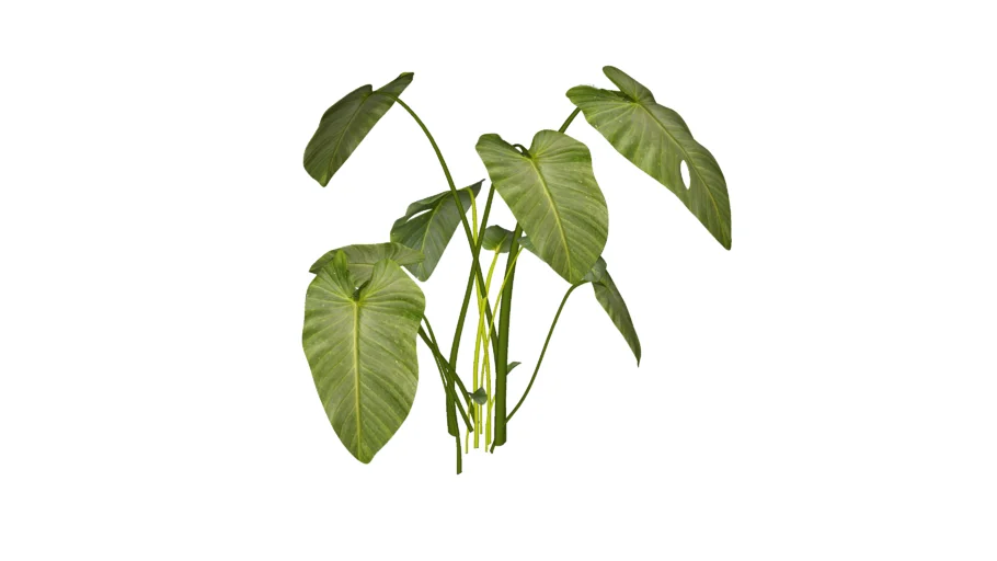 HOMALOMENA OCCULTA