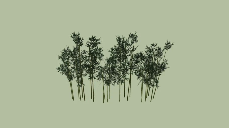 BAMBOO TREE ( POKOK BULUH )
