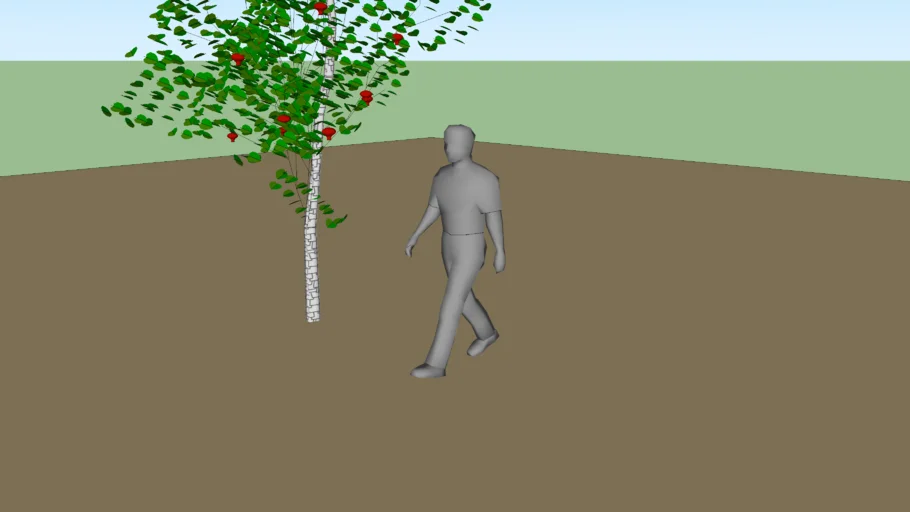 Apple tree.