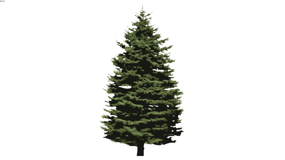 2D Tree Conifer 2