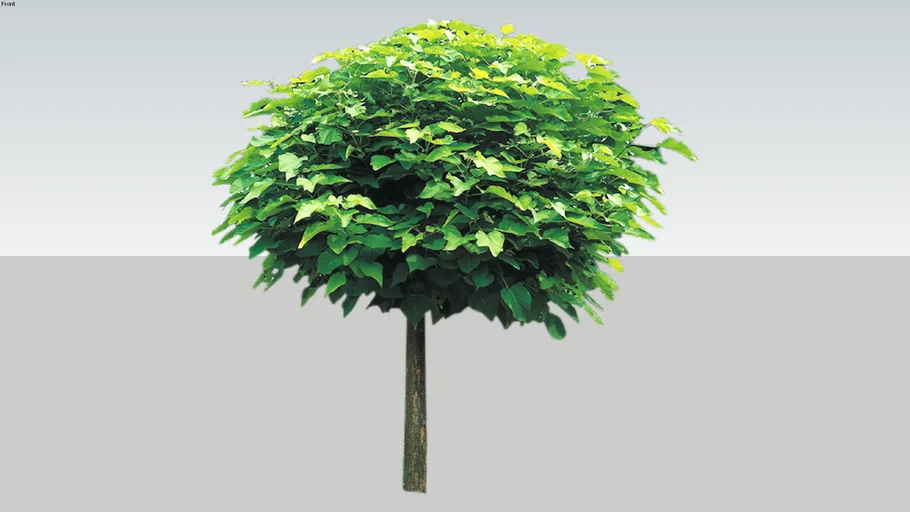 Catalpa bignonioides