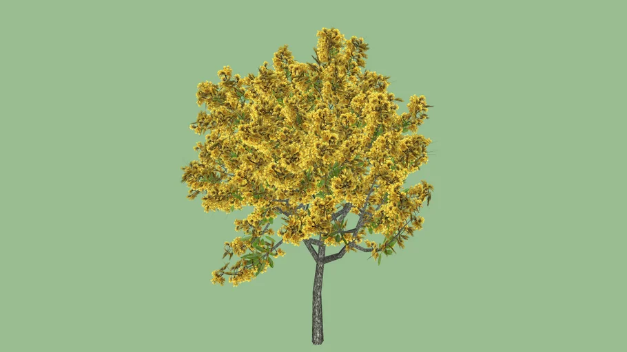 Tabebuia aurea 3D v2