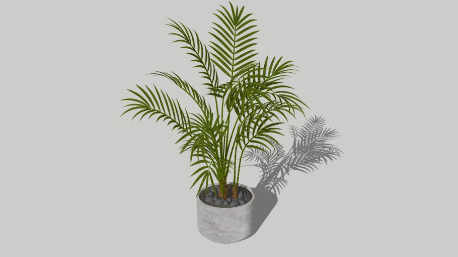 areca palm 
