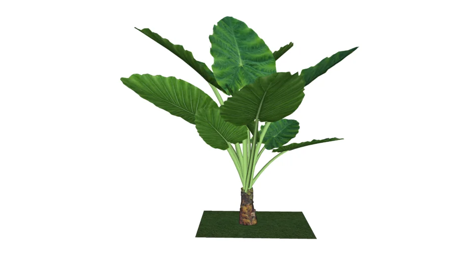 PLANTA ORELHA DE ELEFANTE