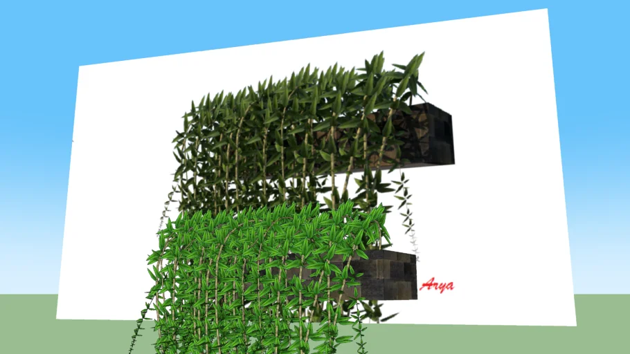 Tanaman Rambat / lee kuon yew / climbing plant