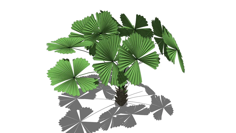 palm