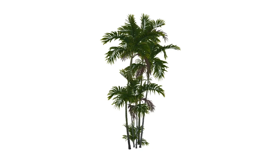 Ptychosperma_macarthurii_01_03