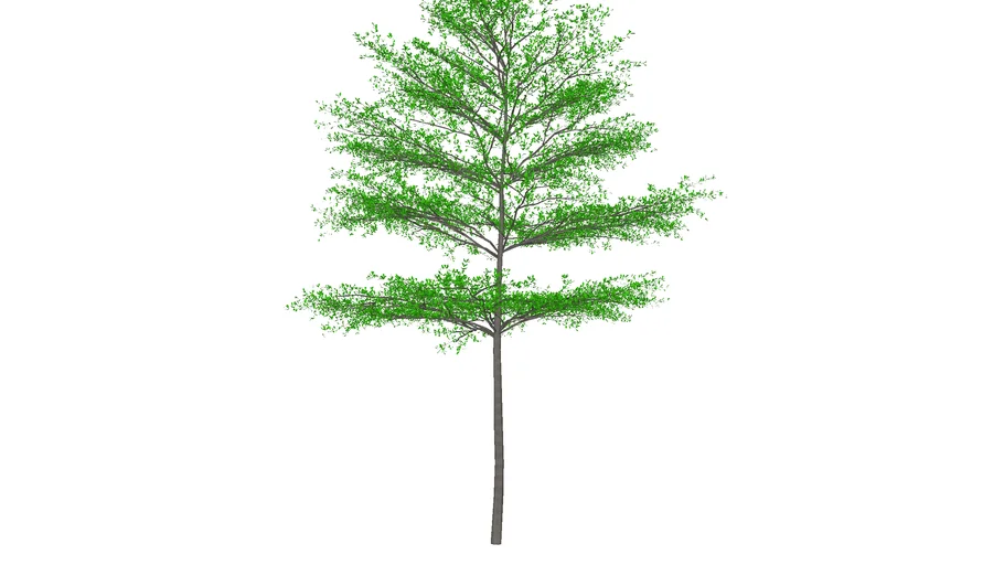 terminilia mantaly green