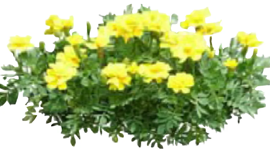 yellow flower