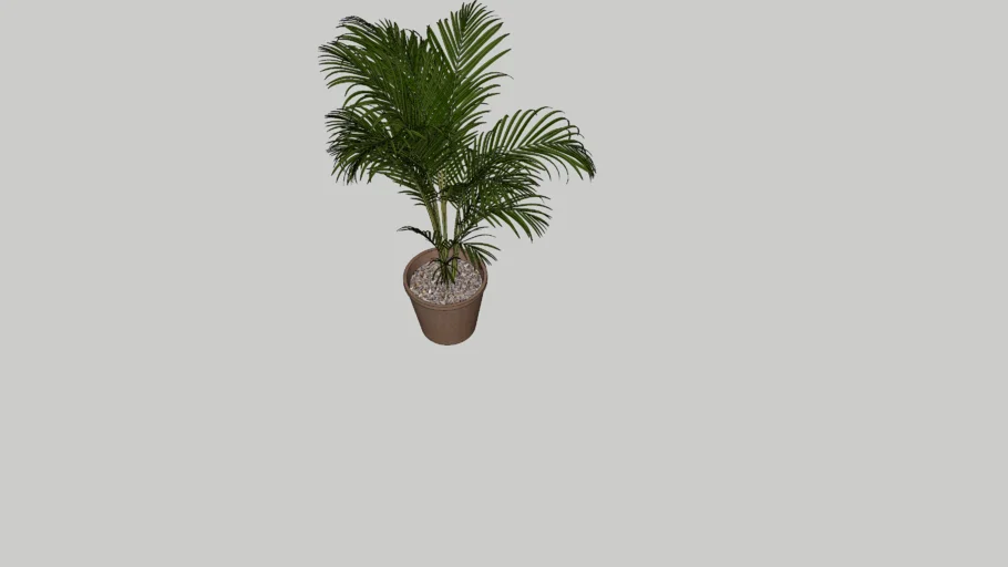 Areca
