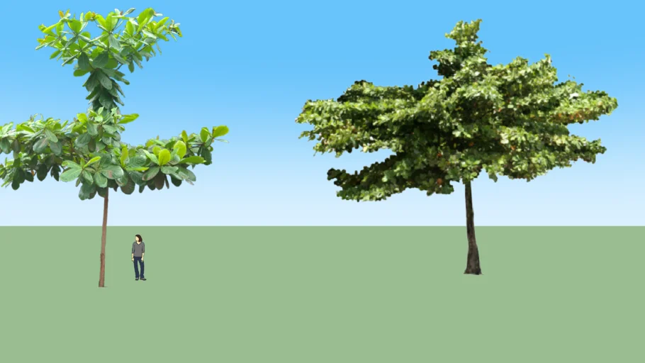 pohon ketapang / Terminalia catappa