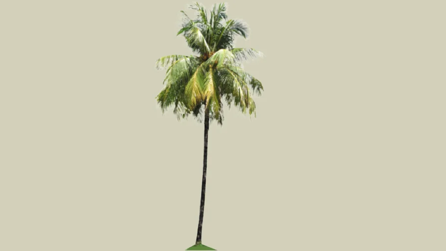 coconut palm tree