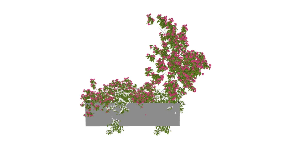 植物