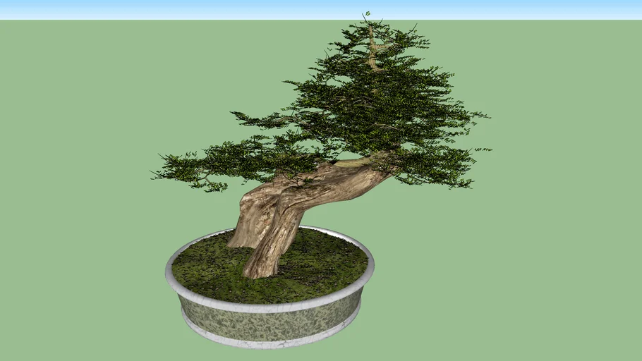 bonsai beringin keren