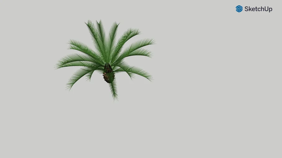 Cycas rumphii
