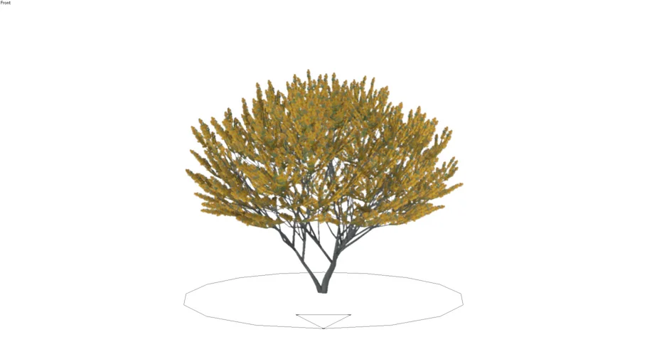 Acacia farnesiana - Sweet acacia