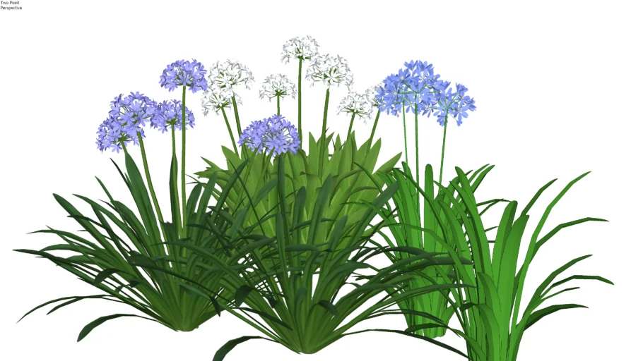 Agapanthus africanus