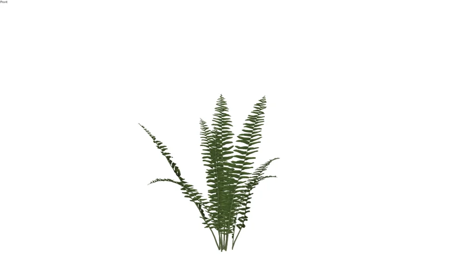 Nephrolepis exaltata - Cây dương sỉ đá - Cây dương sỉ lưỡi kiếm