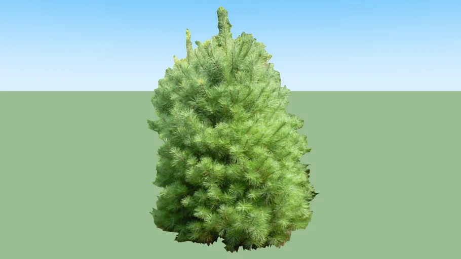 pinus