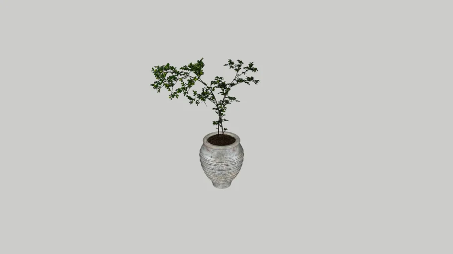 Wabi Sabi Plant