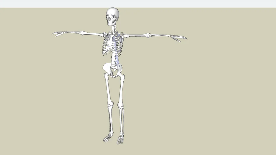skeleton | 3D Warehouse