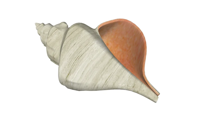 conch shell