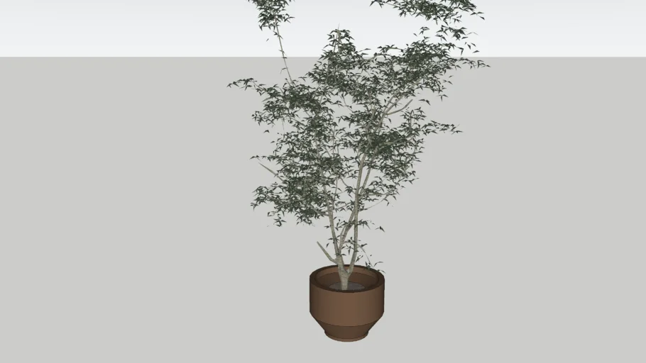 Japanese Maple Tree