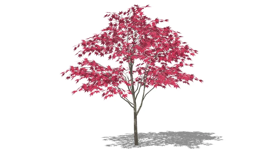 Acer palmatum
