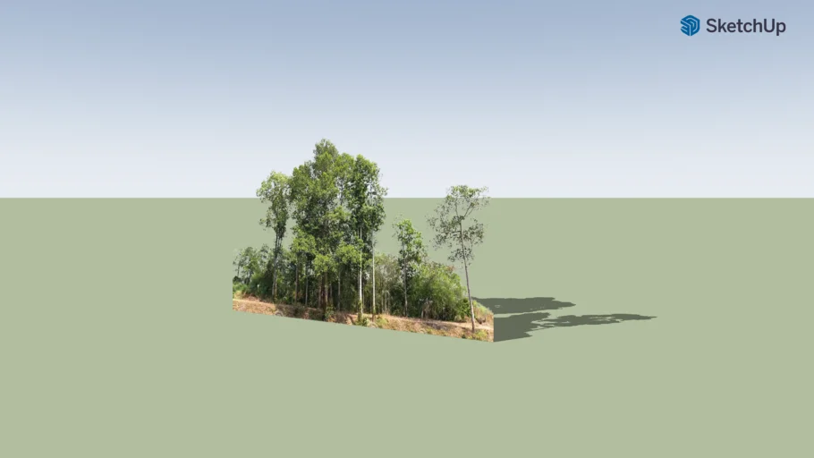 Forest Background