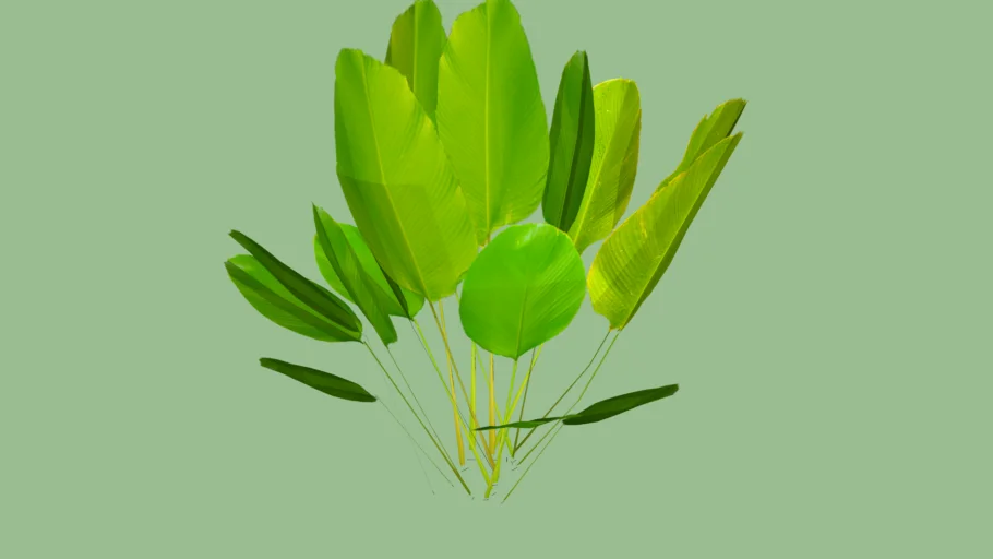 calathea lutea