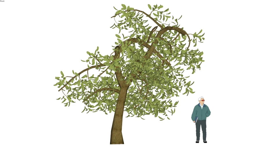 tree