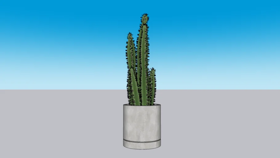 Cacto