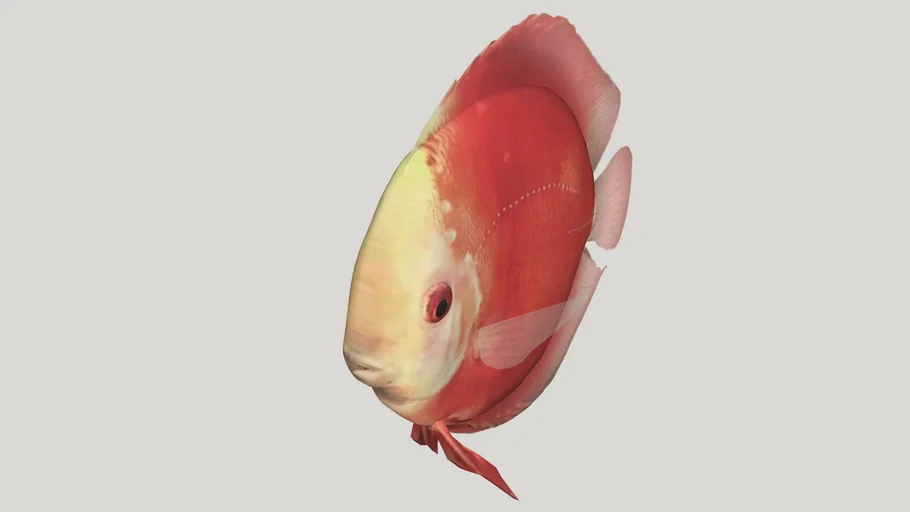 Pez Disco Marlboro (Symphysodon Discus)