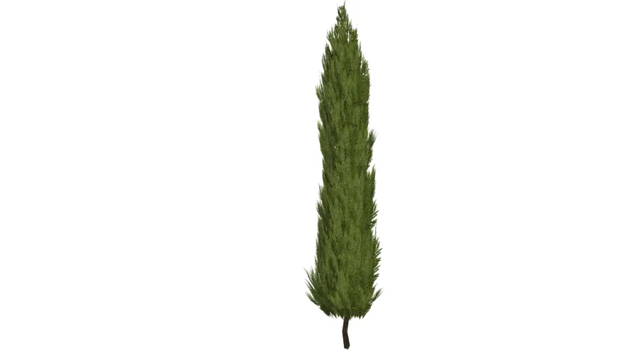 Cupressus sempervirens - Cipreste italiano