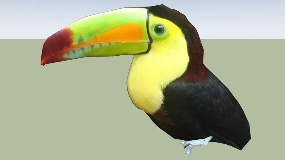 Toucan